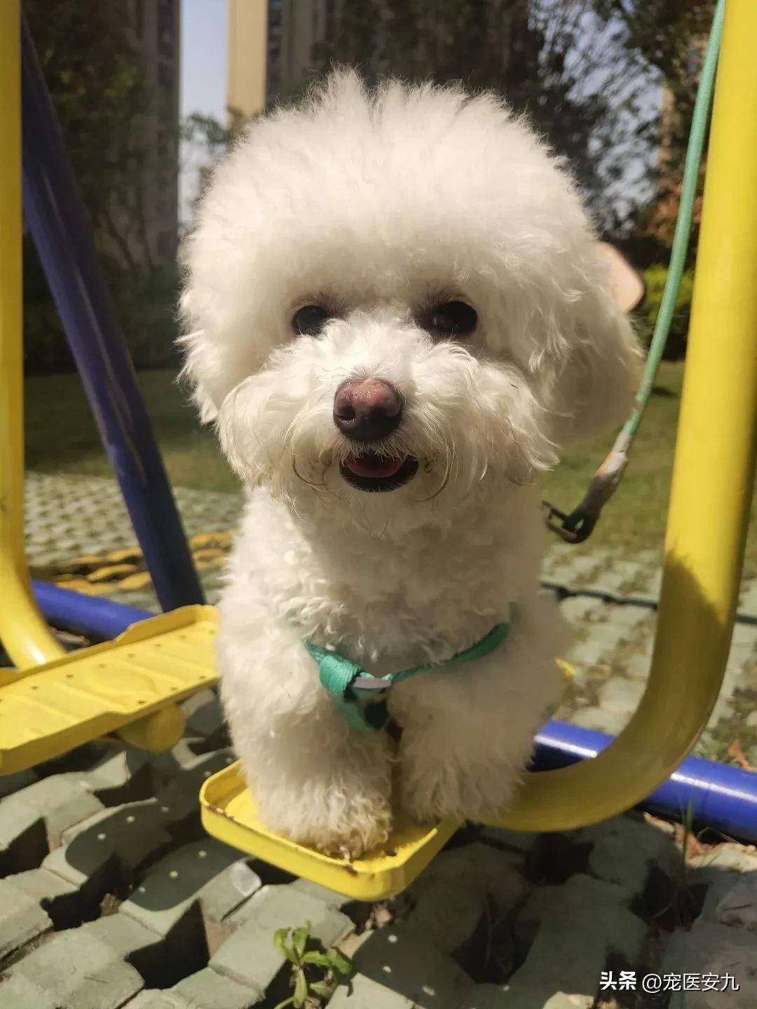 比熊狗神经炎能治好吗,比熊小狗神经炎啥原因引起的