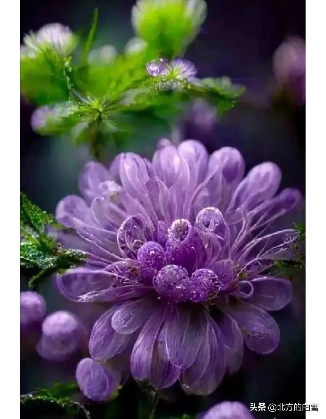 水晶花：如梦如幻