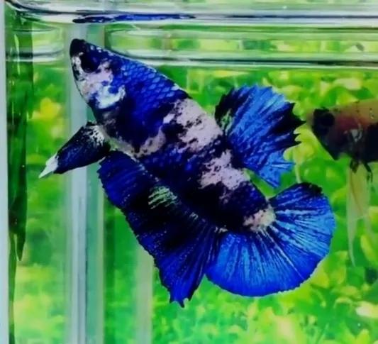 斗鱼身体弯曲是什么原因，怎么办