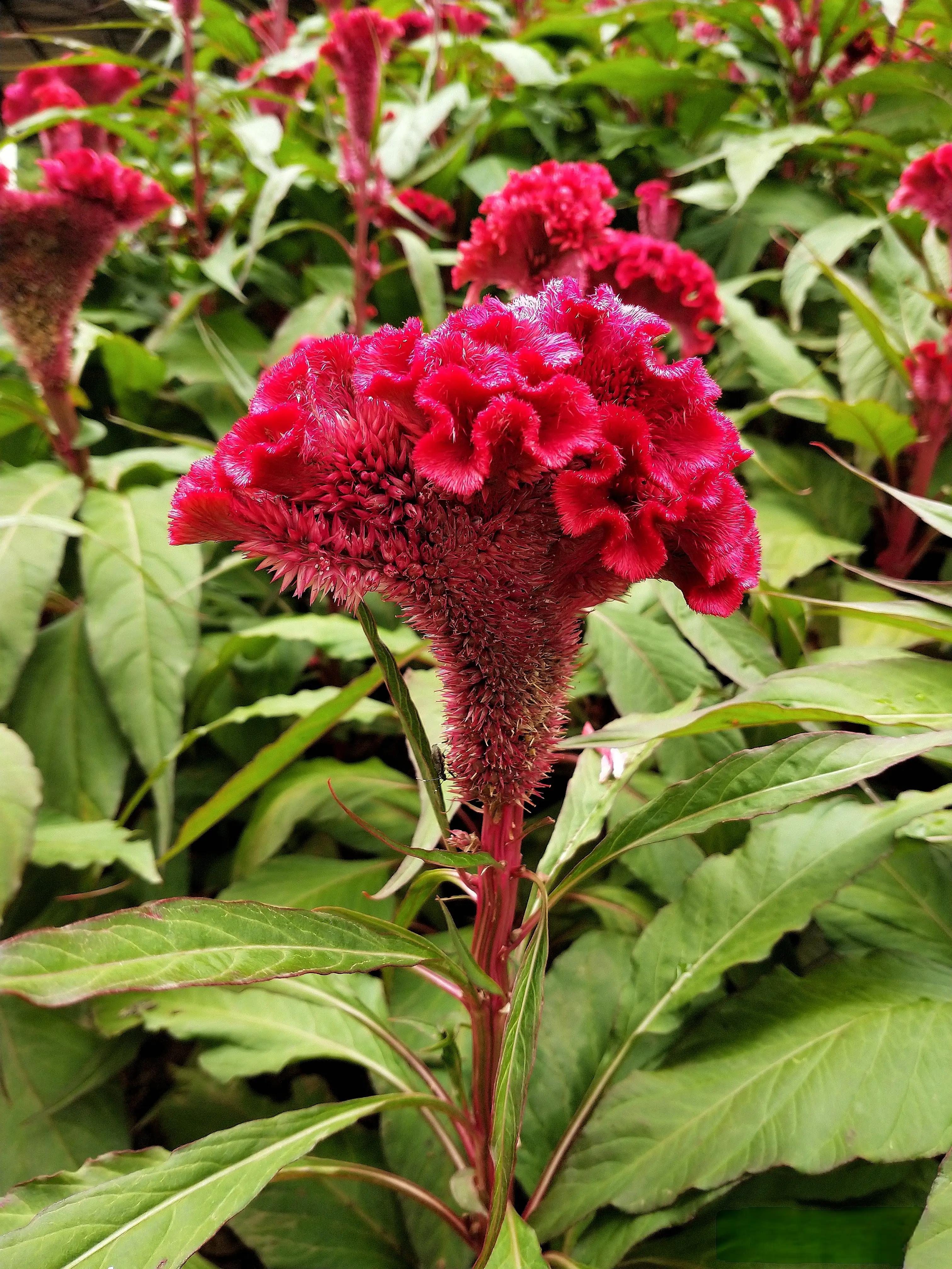 鸡冠花又叫什么花,鸡冠花娇美可人