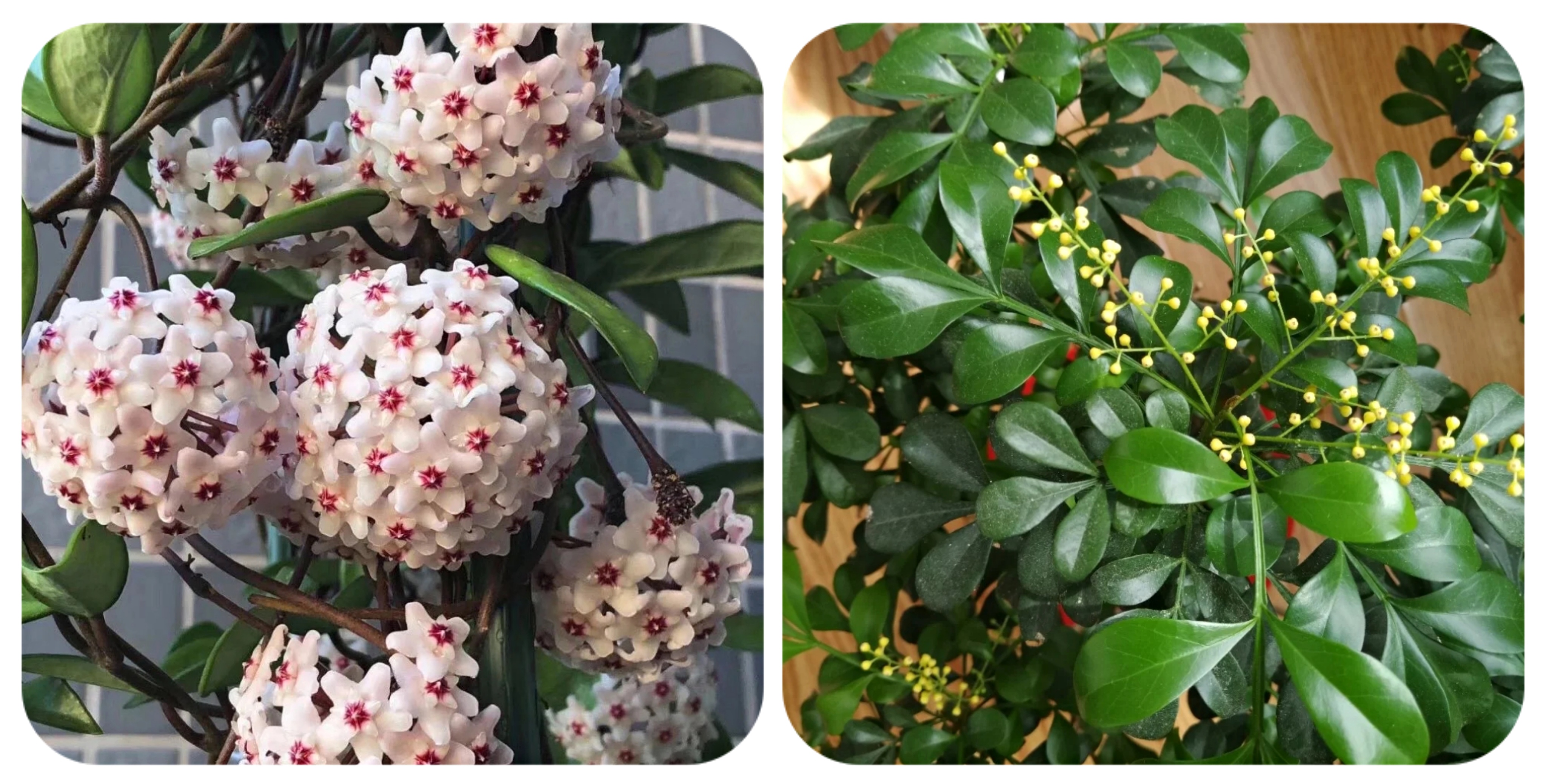 100个阳台养什么花好,100种阳台养的花草