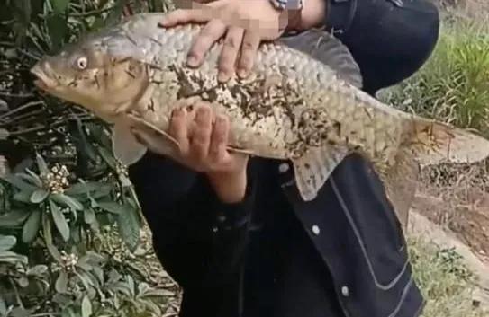 南水水库钓20斤大鲤鱼视频,钓鱼爱好者意外钓起罕见大鲤鱼