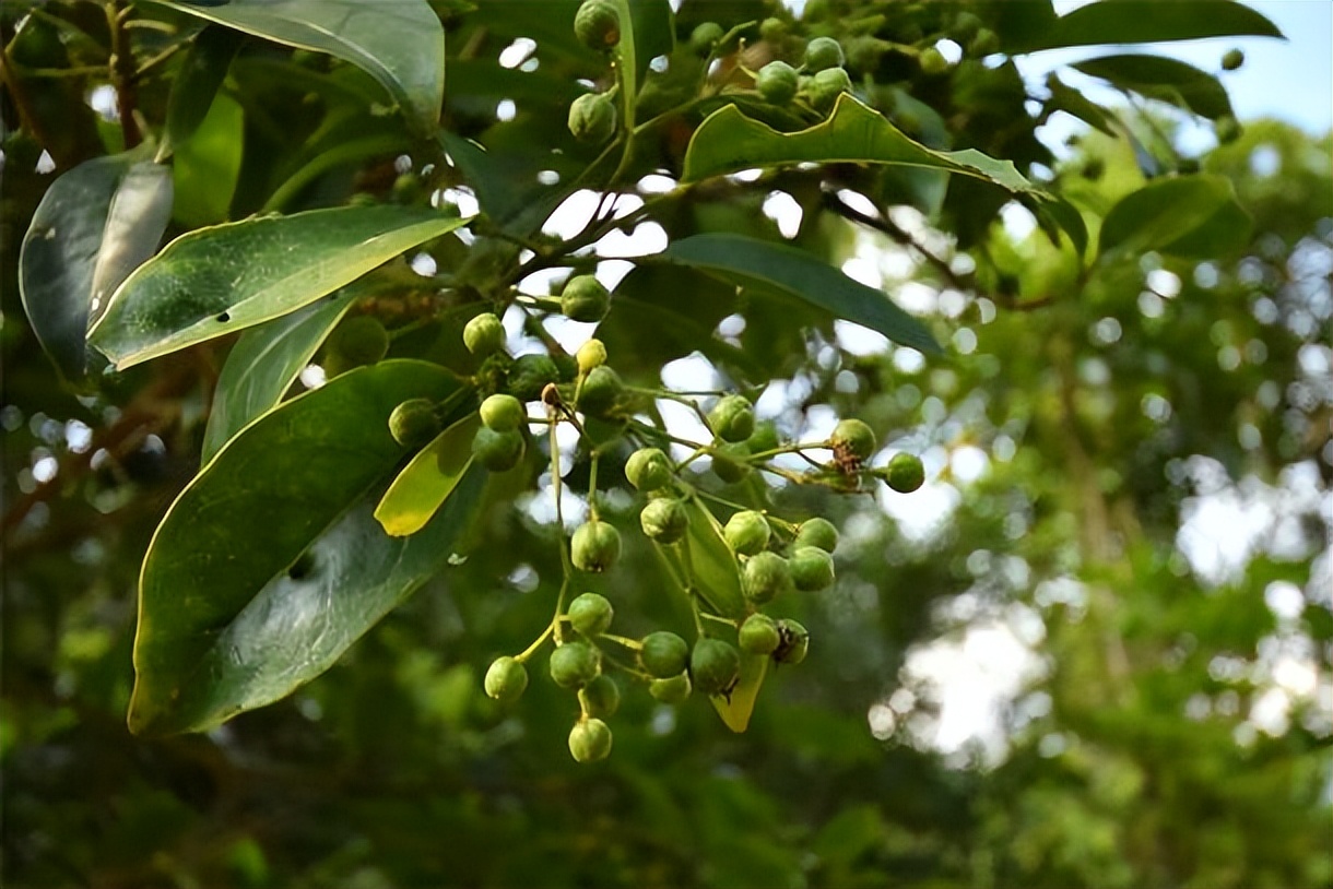 坪山全域自然博物馆15条步道,坪山全域自然博物步道