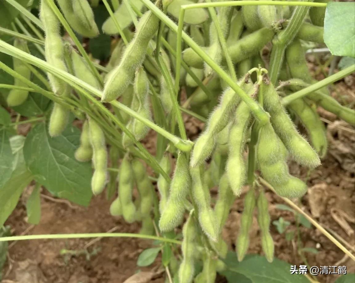 人称“蜂花醇”，有“9大增产用途”，对照使用，可提质增效