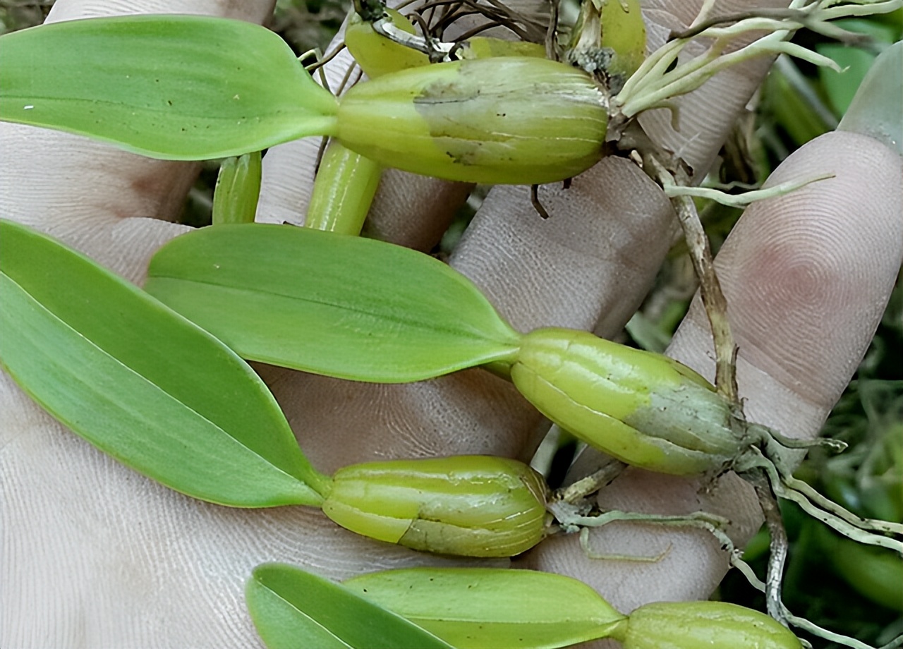 农村老人俗称“嗓子草”，被誉为软黄金，2023你可认识？