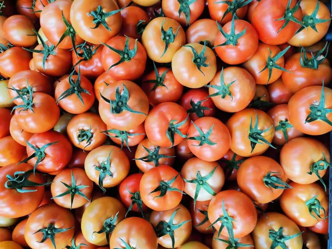 菜农伯伯与农业对话,蔬菜与大棚对话