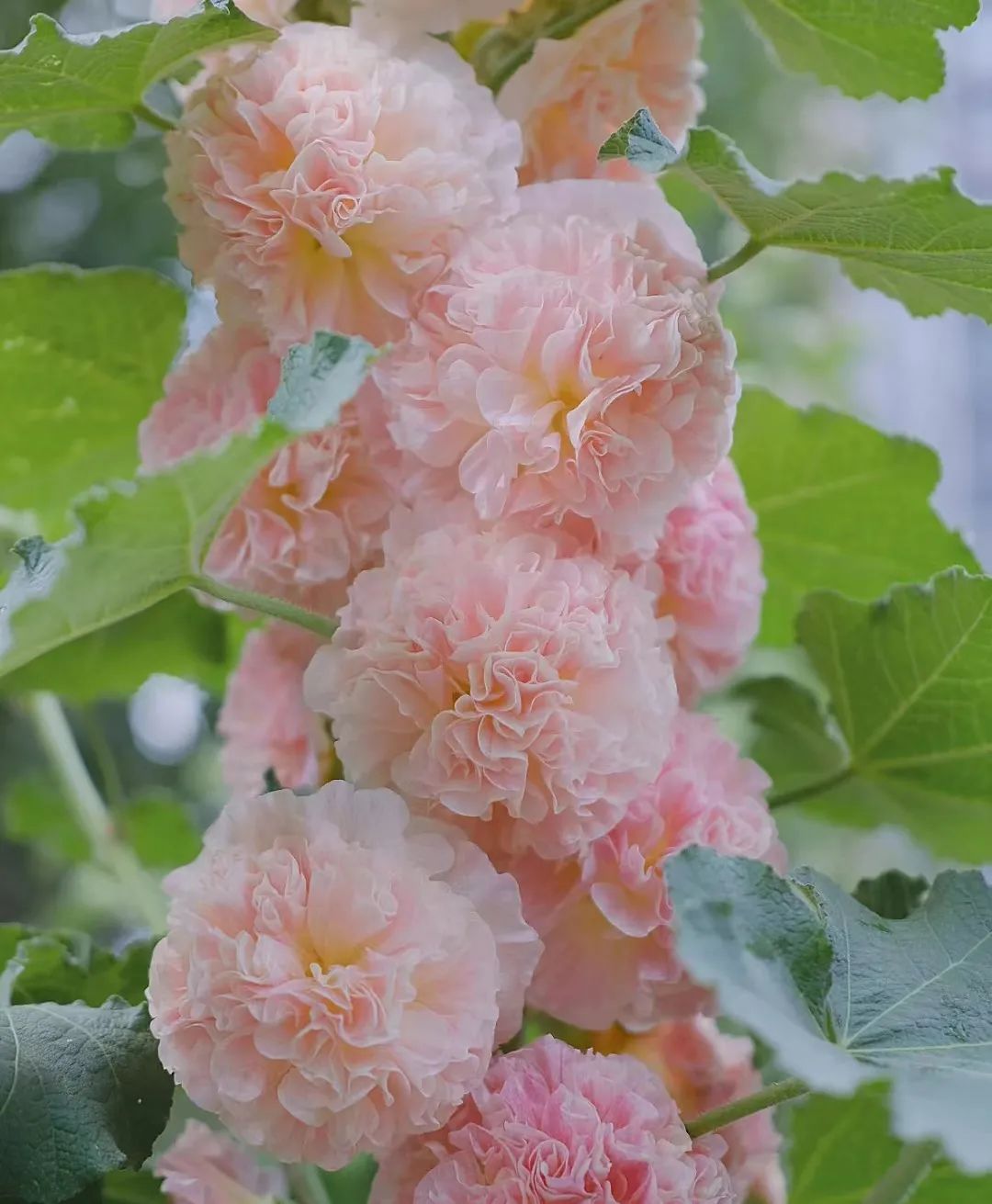 适合在路边种的野花,那些路边不起眼的花儿