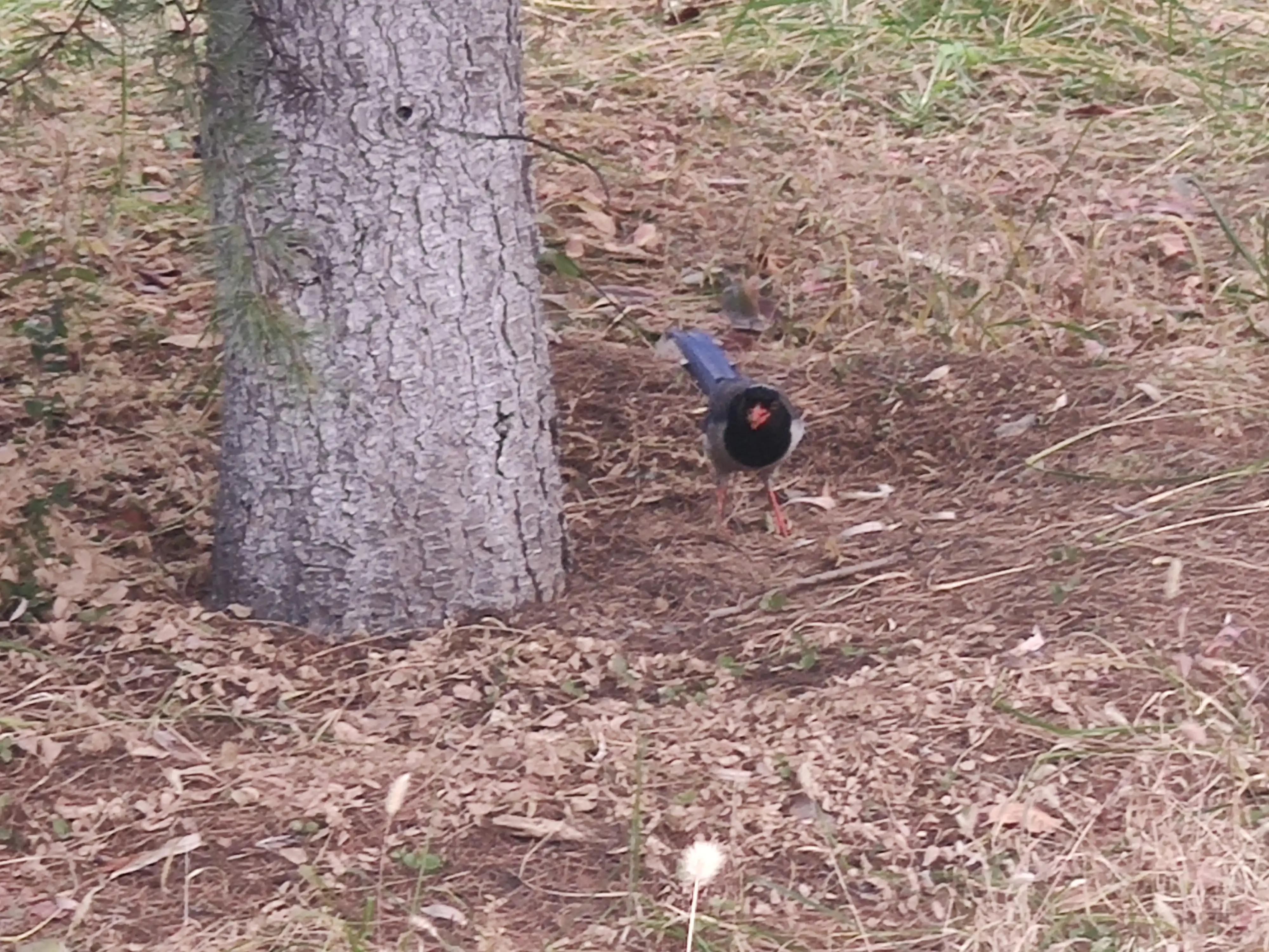明月当空洒银玉解释,明月当空照下一句是啥