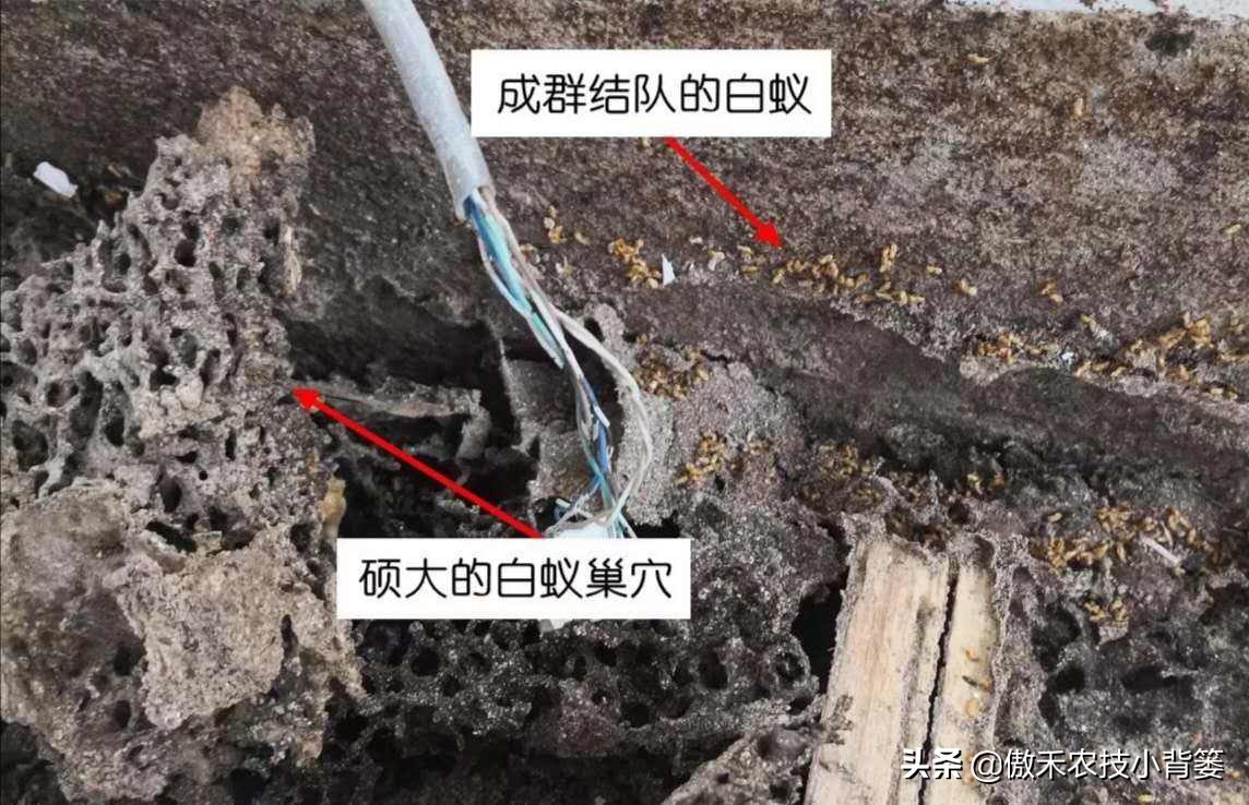 白蚁防治常用的两种灭治白蚁方法,白蚁常见的防治方法