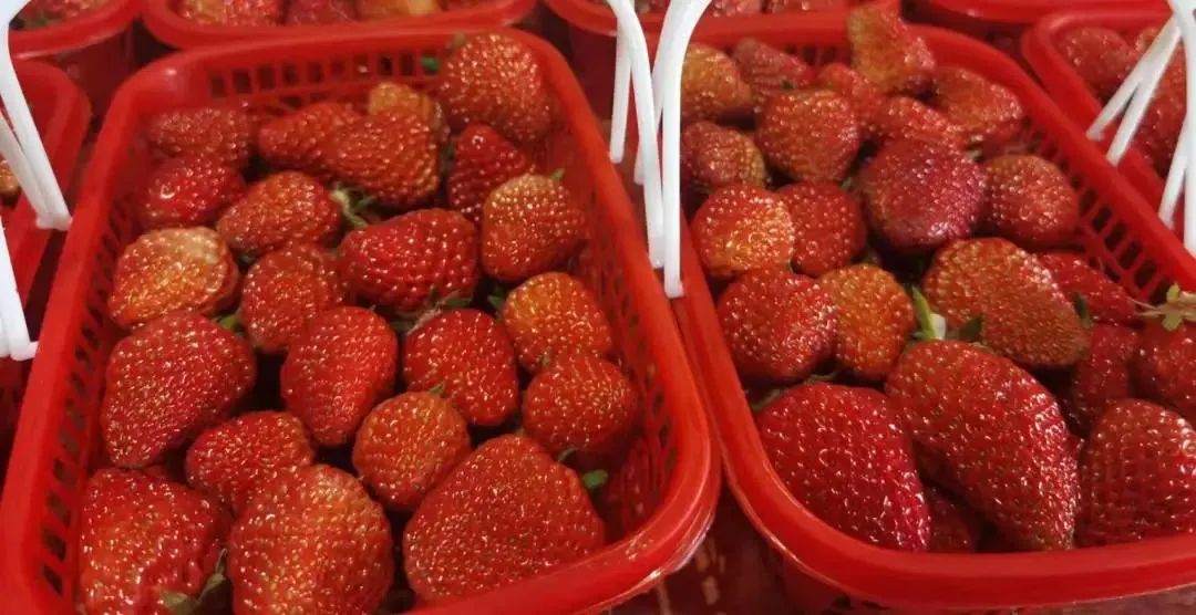 拉萨今年五一旅游多少人,五一拉萨旅游合适吗