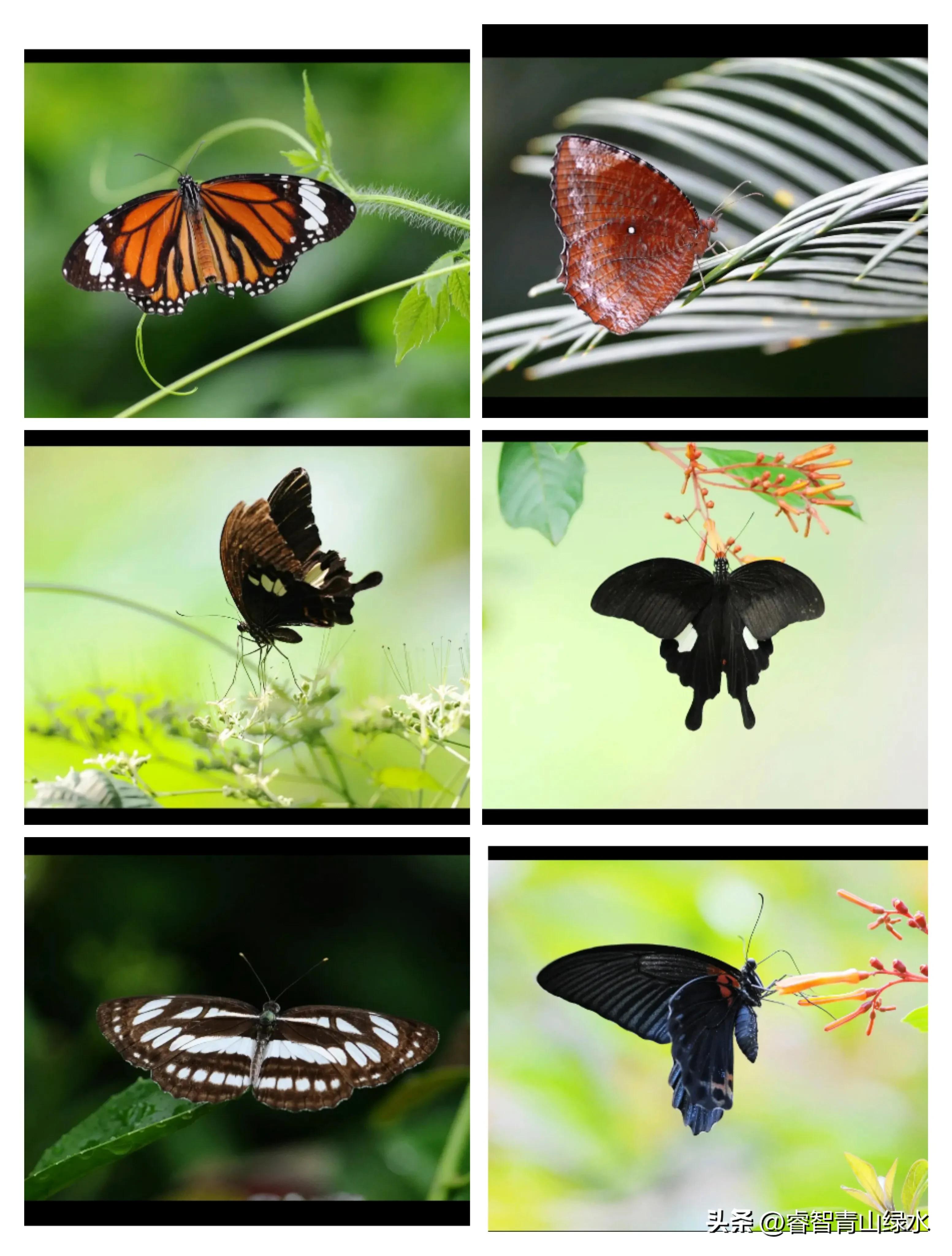 让我痴，让我醉，让我爱你没商量。