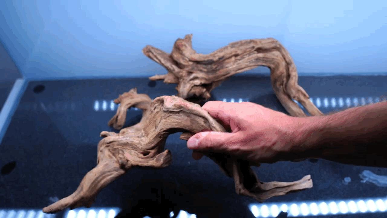 水草小缸养什么鱼最好,适合小型裸缸养的鱼