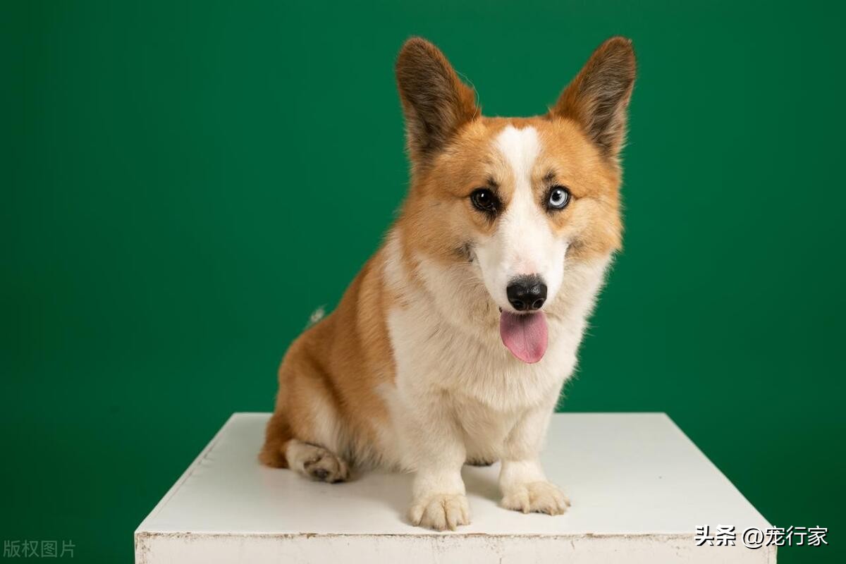 狗拉稀鱼腥味特重咋回事,狗狗身上腥臭味很重怎么回事