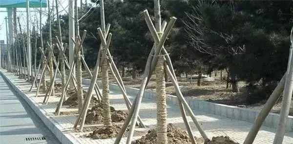 种植技术17问，园林人你知道这些么？