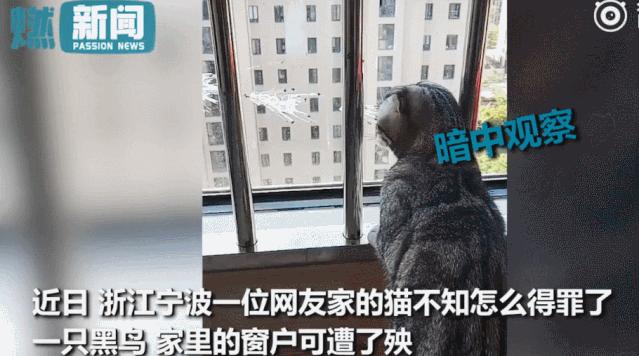 我家猫骂了一只鸟，被它追着喷了五天屎！网友：赶紧搬家吧...