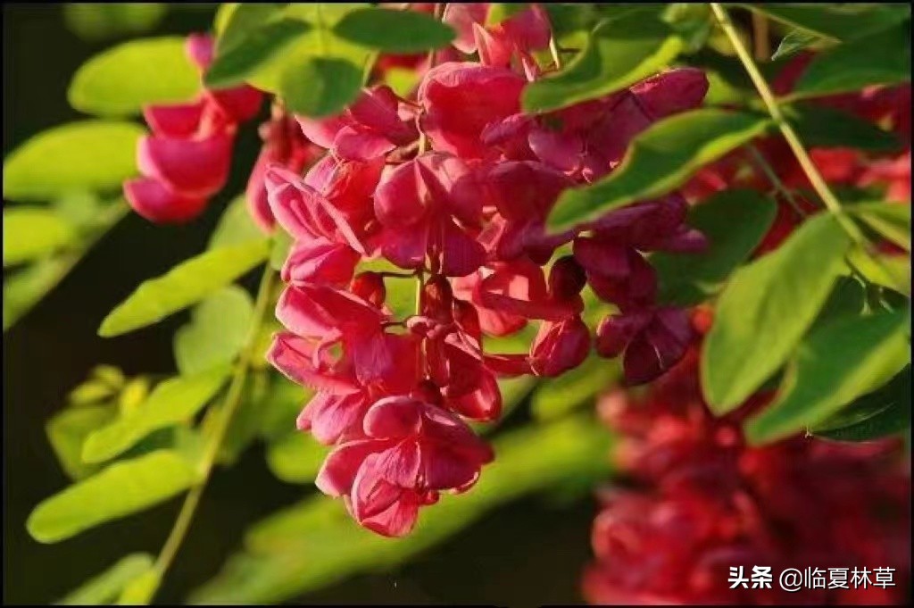 【临夏林草文化】科普篇‖千树万树槐花开，浮香一路到天涯