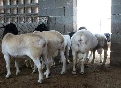 怀孕母羊不吃食反刍少的原因,怀孕母羊不吃食吃点啥药