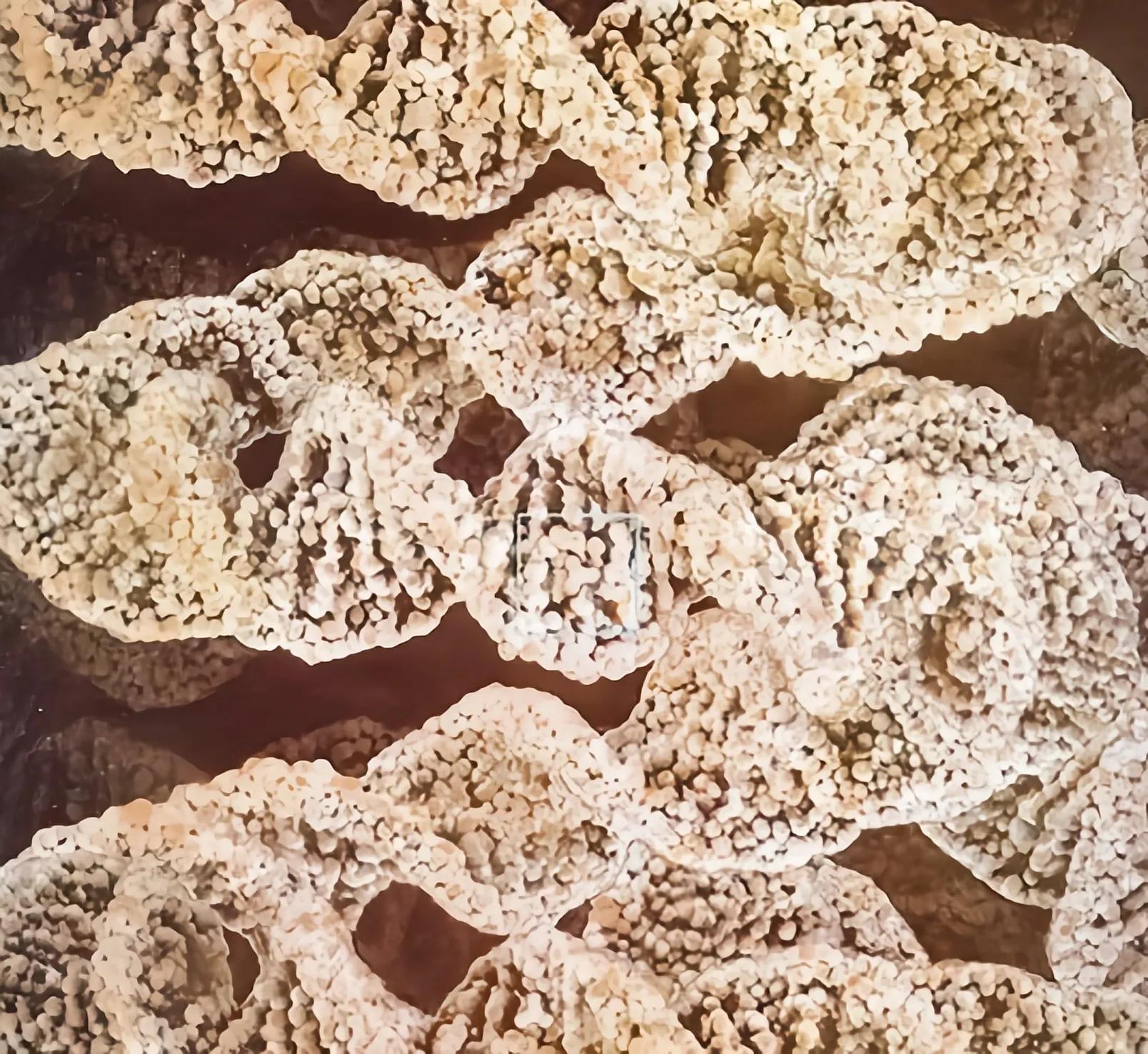 世界上最早的人类在哪个国家,世界上最早出现的人类在哪个洲