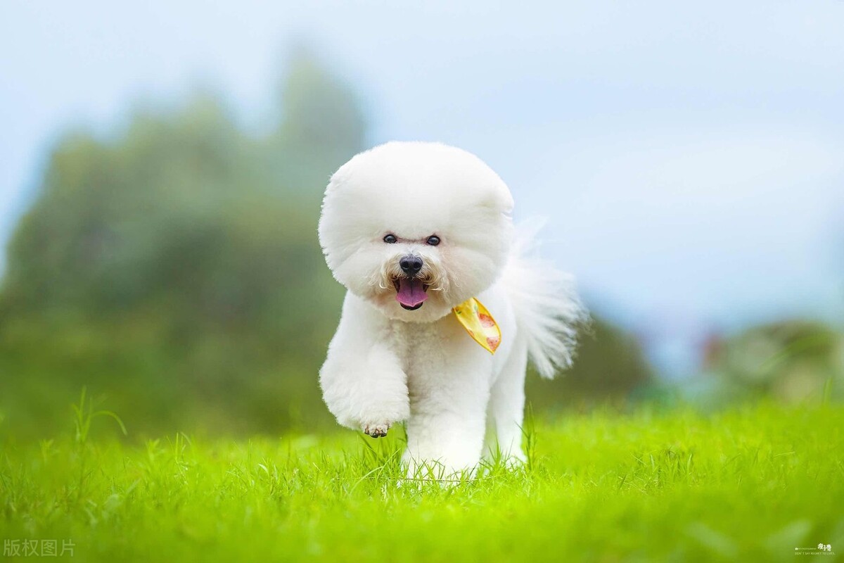 适合女生养的四只小宠物,适合女生养的呆萌小宠物