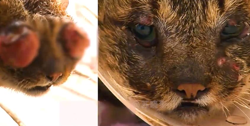 猫咪失明眼球肿大凸出,猫咪失明但眼睛装下了整片星空