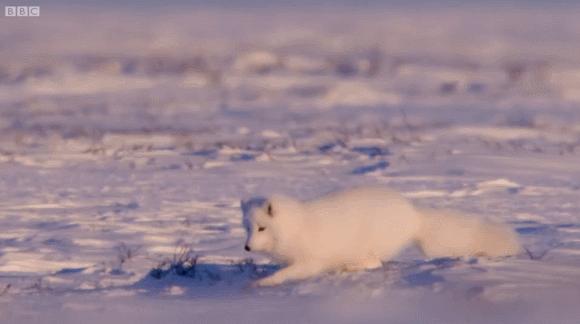 养了只狐狸当宠物,养只狐狸当宠物是什么感受