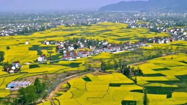 卡塔尔世界杯与2023汉中油菜花旅游节5.0版科学探索