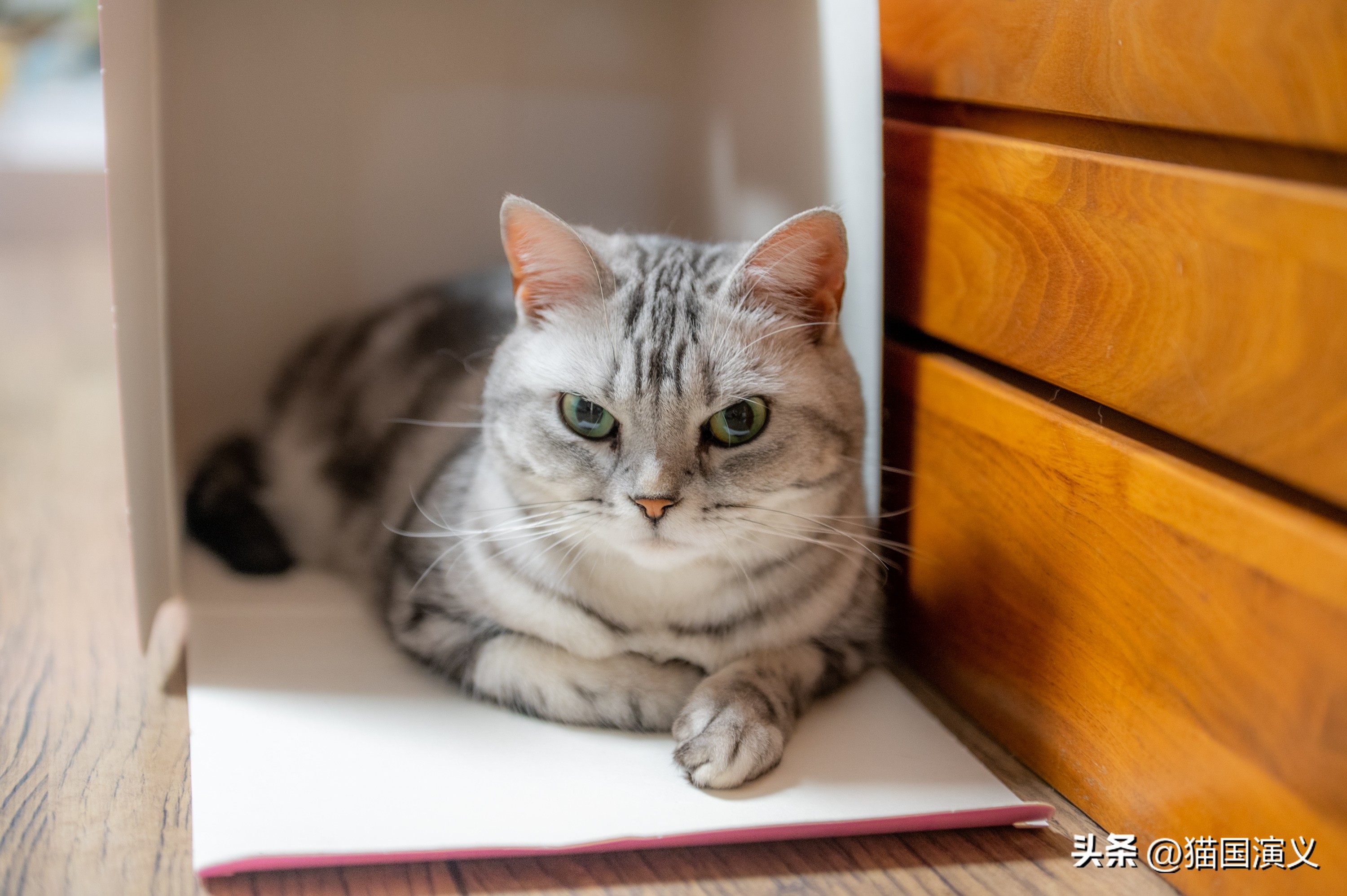 怎么让猫咪熟悉自己的猫窝 (猫咪适合什么样的猫窝)