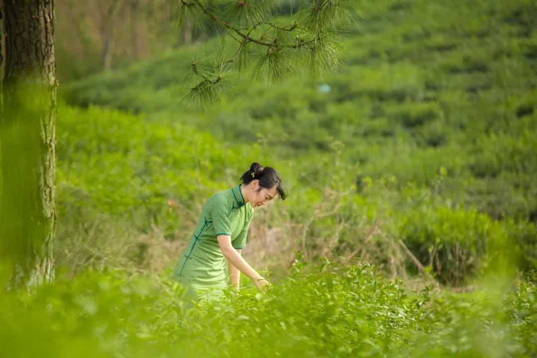 龙井与雀舌哪个口感好,龙井茶好喝还是雀舌好喝