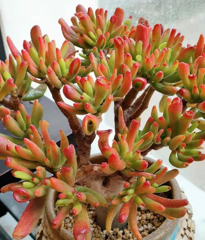 养什么花老桩值钱,这些花养成老桩就值钱了