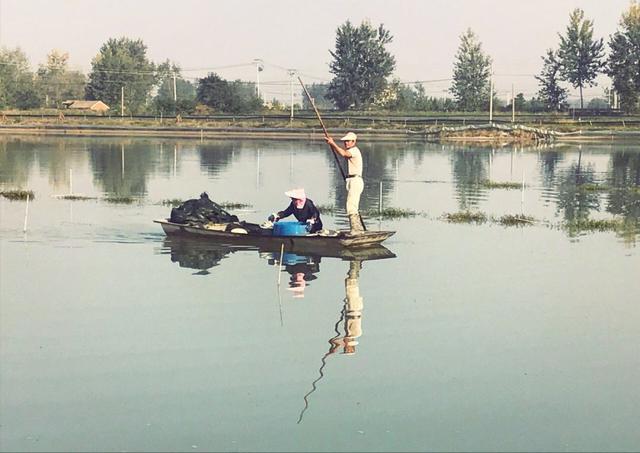 泗洪河蟹养殖用水草,江苏养河蟹技术