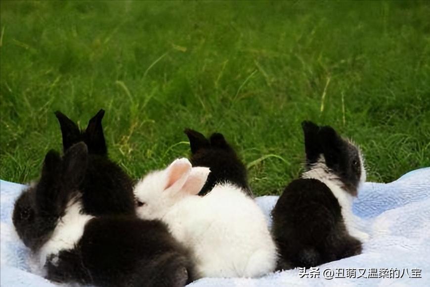 兔子打喷嚏打不出来怎么办,兔子打喷嚏精神不振