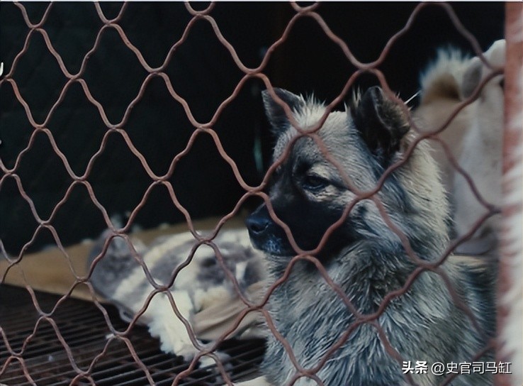 “美女兽医”简稚澄：给700只流浪狗安乐死后自杀，网友：心痛！