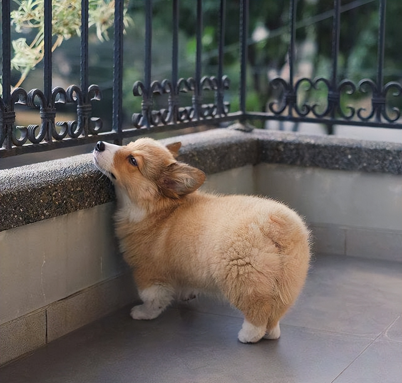 短腿柯基优点缺点,柯基的优点和缺点