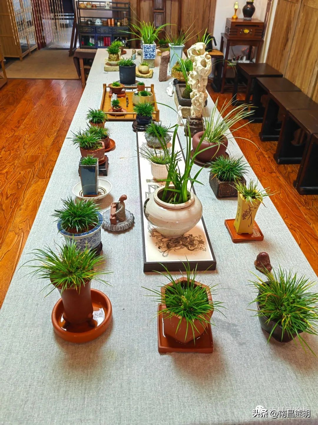 鍏竴鍎跨鑺傚叞鑺辫崏,鍏竴鍎跨鑺傜尓绗艰崏