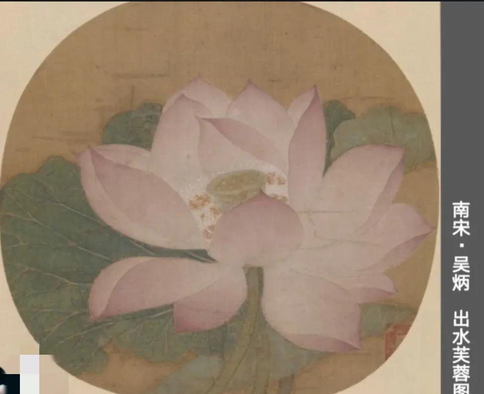 第五十九节绘画课【花卉提高】出水关蓉(上)