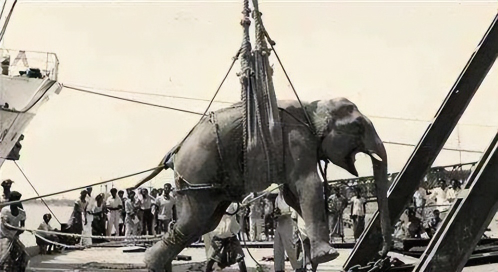 世界唯一被执行死刑的大象,被判死刑的大象