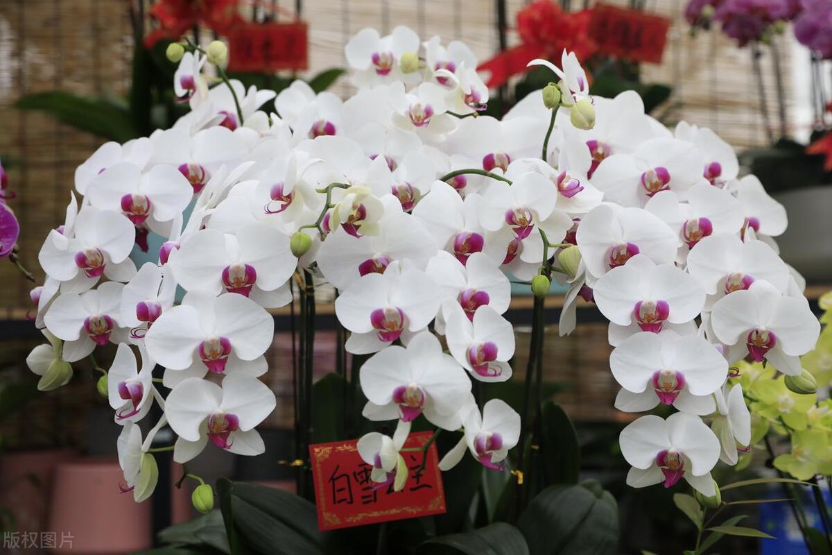 蝴蝶兰的养殖方法及注意事项,蝴蝶兰的养殖方法注意事项