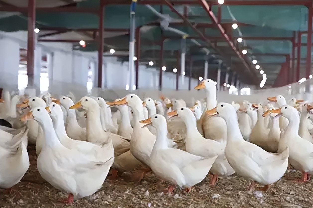 鸭子下软壳蛋最快的解决方法,鸭子生软蛋怎么治