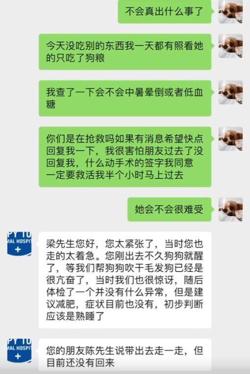 网红金毛coco到底是得了什么病,金毛coco离世原视频