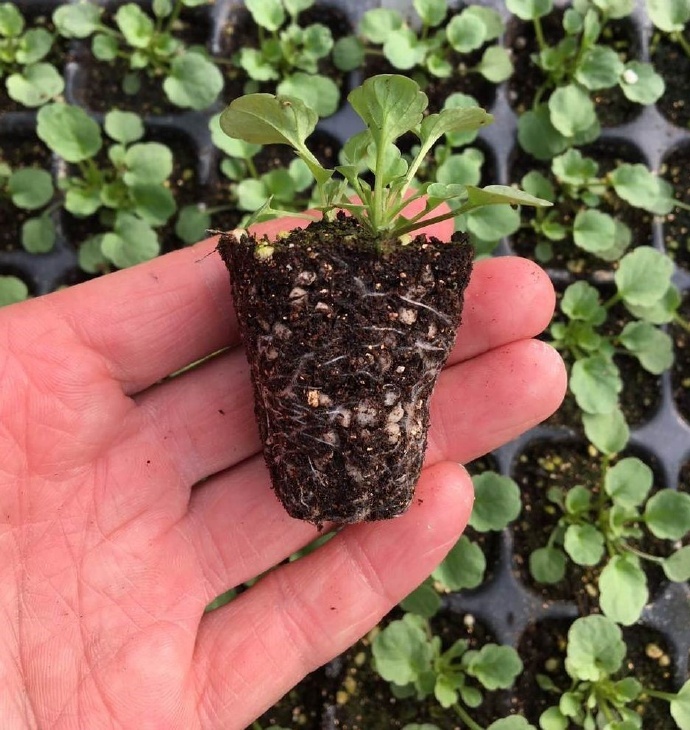 窗台养的小花,窗台上好养活的花