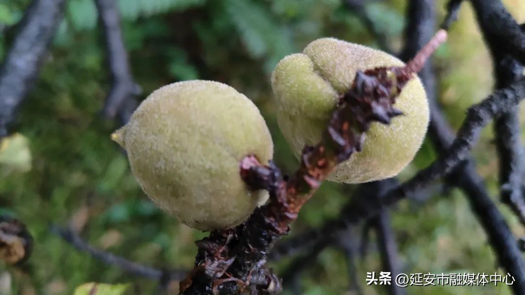陕西宾馆迎来最佳观花赏景季节,陕西宾馆内景色