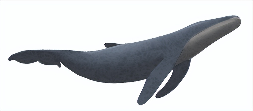 赌石直播间绿石头,揭秘赌石直播间