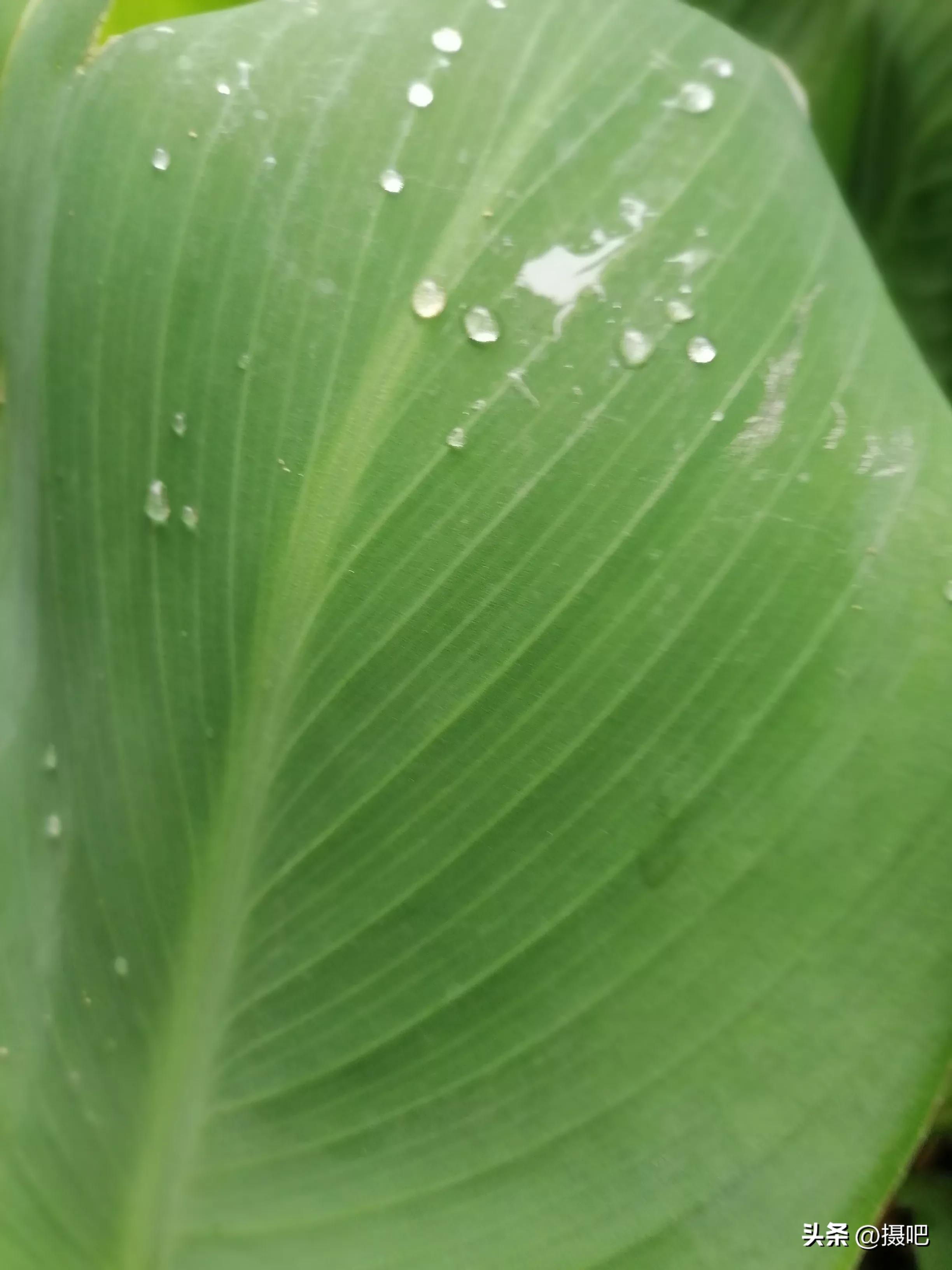 特大新鲜粽叶,大粽叶长在什么地方