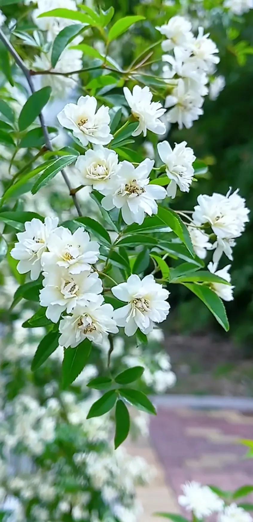 黄木香花的图片大全欣赏,怡人木香花图片欣赏