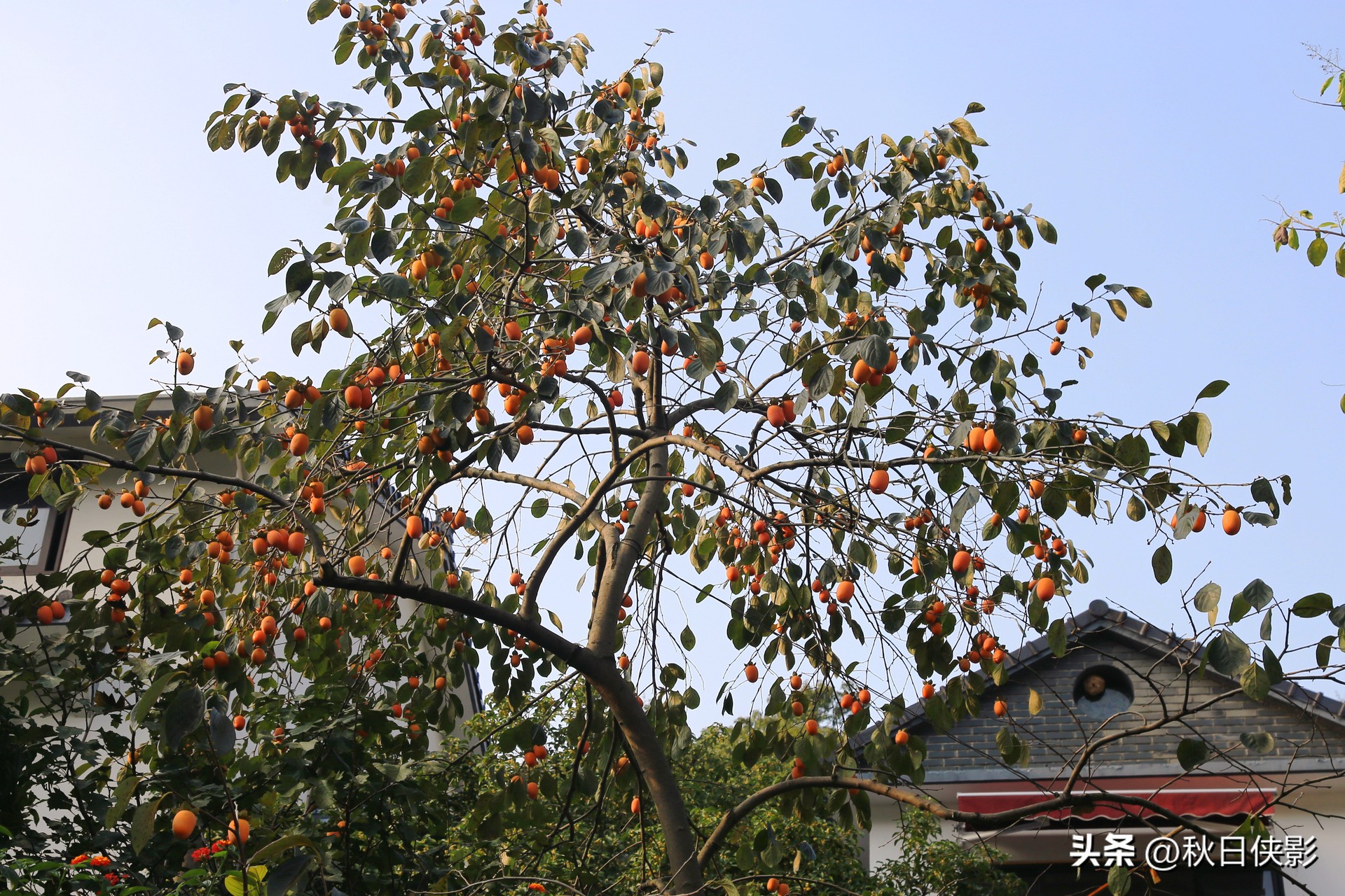 杭州赏桂花最佳处,杭州看桂花的最佳地方