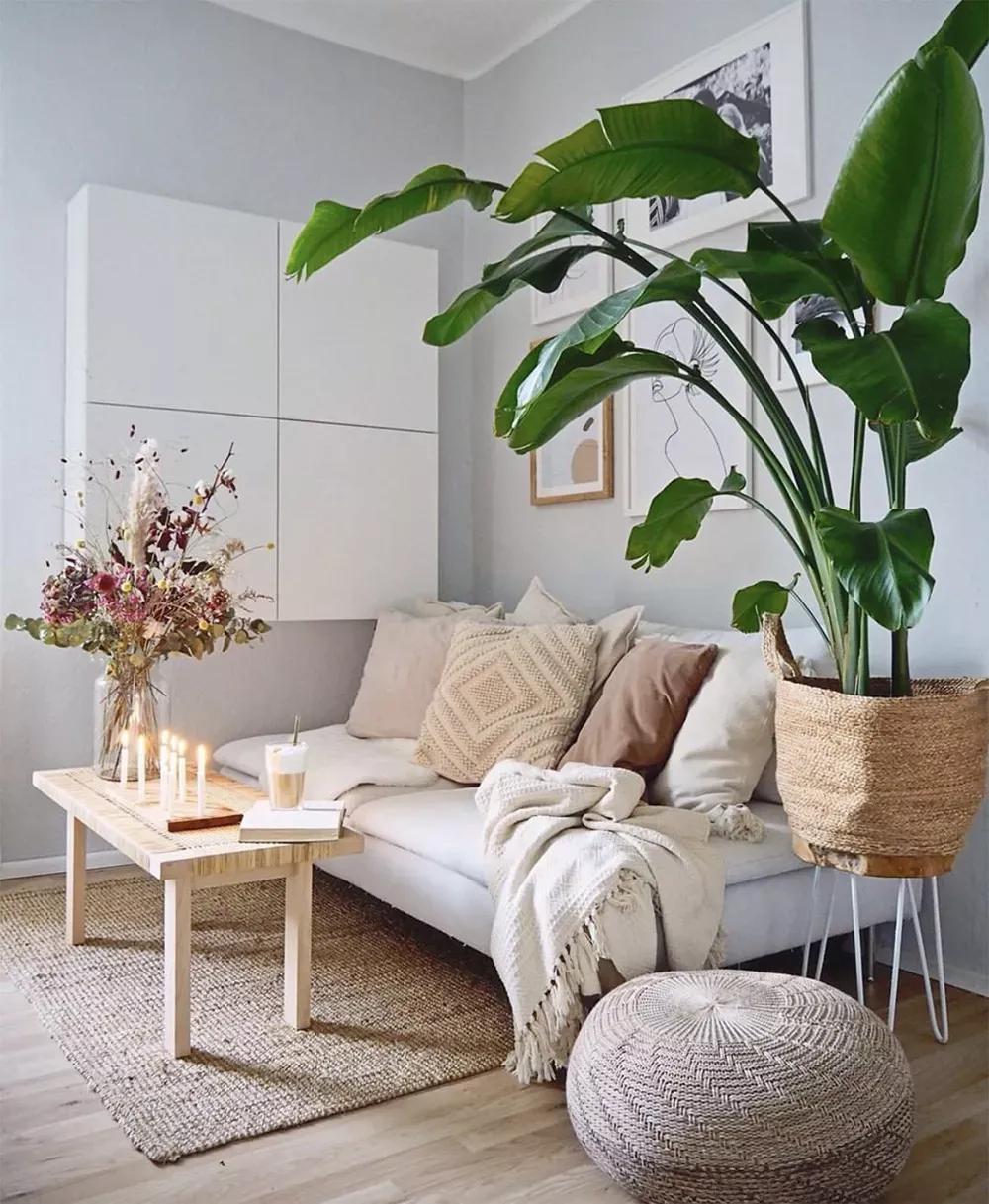 客厅实用盆栽植物有哪些,客厅一般放什么植物盆栽比较好