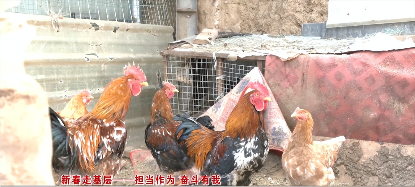 新春走基层振兴路越来越宽,新春走基层致敬中国追梦人