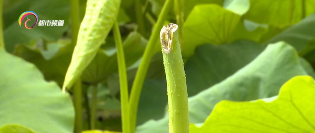 精心打扮出去拍照,大观公园荷花拍照技巧