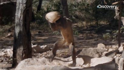 鏂硅劯鐚村瓙妯′豢浜虹殑琛ㄦ儏,鎾炶劯鏂硅劯鐚村瓙鐨勫コ缃戠孩