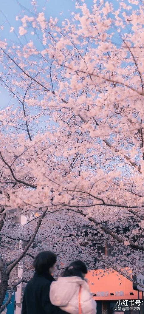 上海的浪漫鲜花,上海最美的鲜花